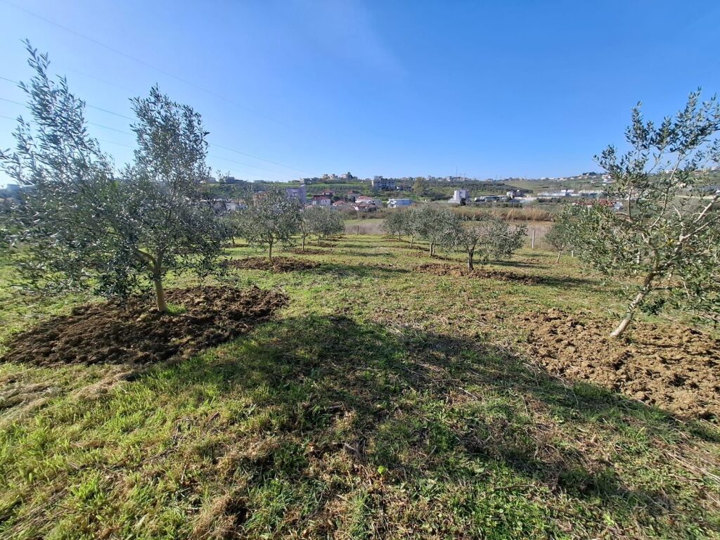 Shitet Tok Ne Shkallnur Durres