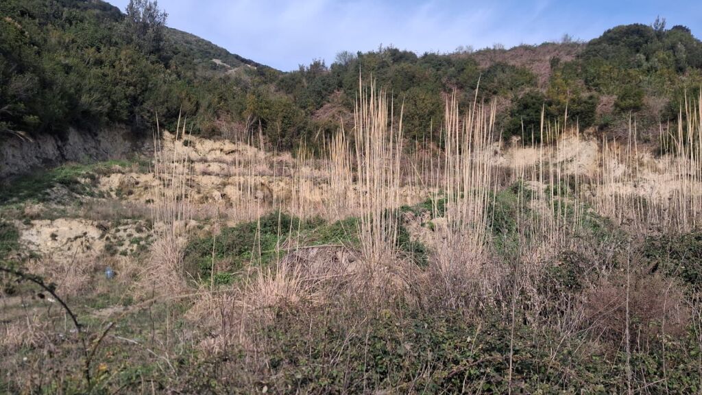 SHITET TOKË NË GJIRIN E LALZIT