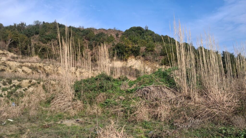 SHITET TOKË NË GJIRIN E LALZIT