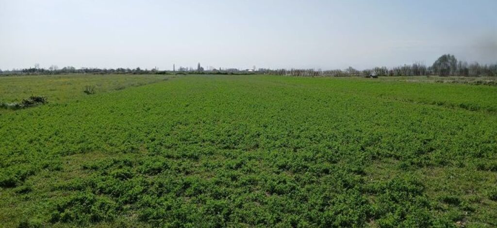 Shitet Toke Lezhë, Barbulloje