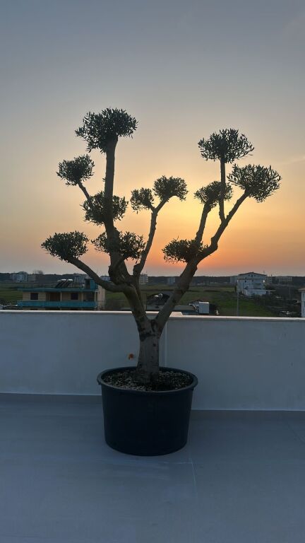 Spille plazh ,Orange Privè luxury villas,rezidence me 6 vila ,600 m nga deti