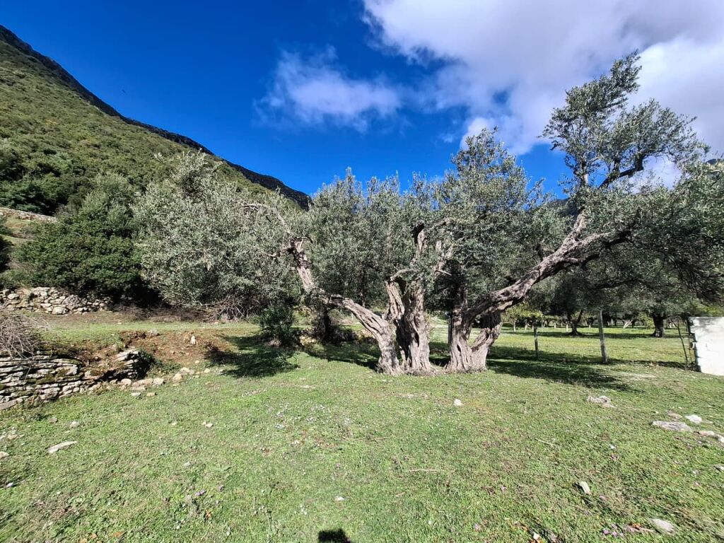 SUPER Tokë në Shitje 600 m2 📍Në Borsh - Te karburanti (Rruga e Lumit) 🔥 (79.000 EURO) ( super çmim)🔥100 m nga rruga Kryesore sa hyne te karburanti në Borsh.