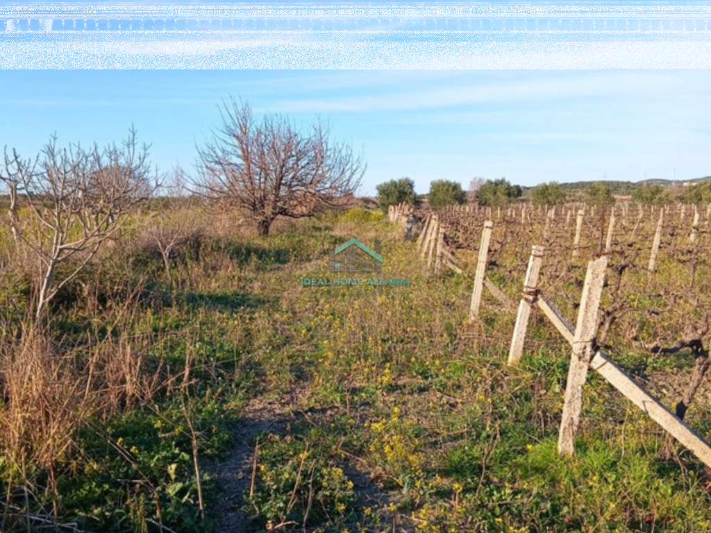 TOKE PER SHITJE – PANAJA VLORE