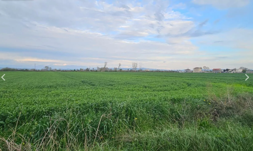 Shitet Toke Are ne Fllake