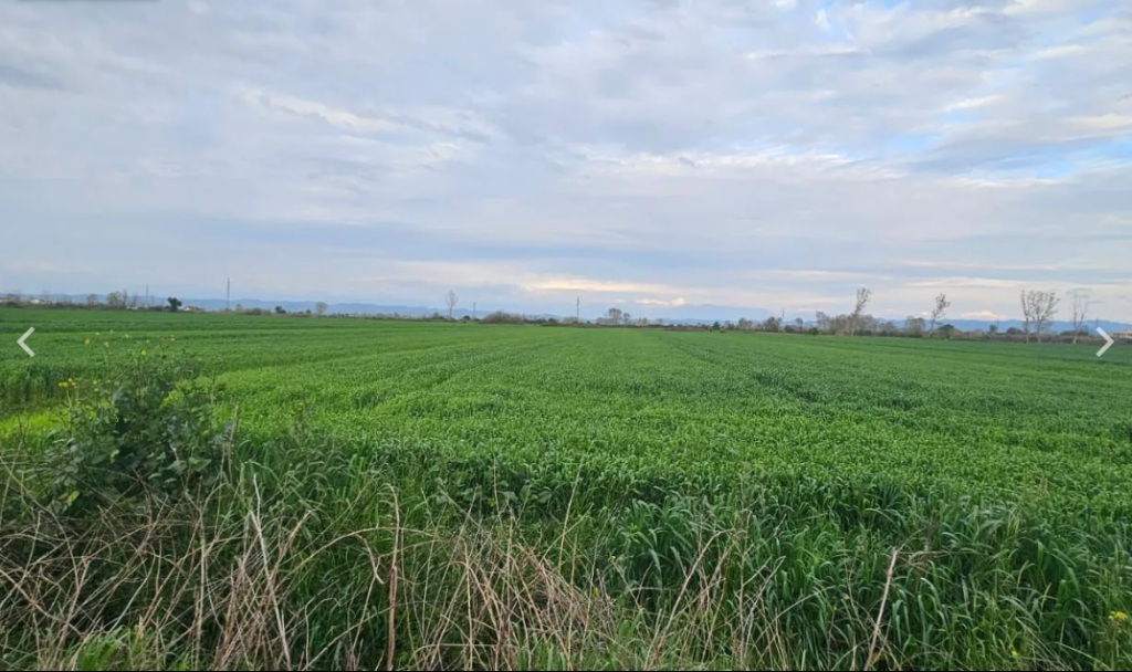 Shitet Toke Are ne Fllake