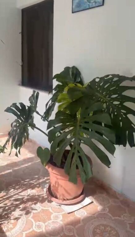 Qera | Shtëpi private 1 + 1 | Rruga 5 Maji | 300 €/muaj
