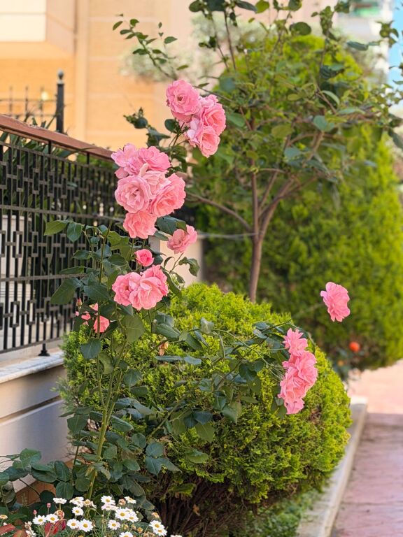 Apartment for long term rent  Vlore near Marina Bay Resort