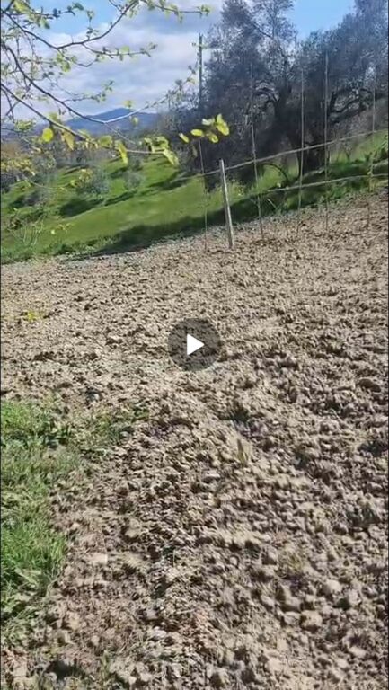 Shitet toke+truall