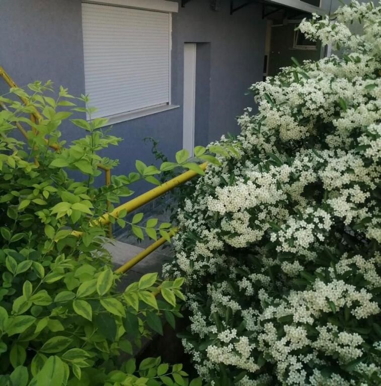 1+1 for rent near the zoological garden