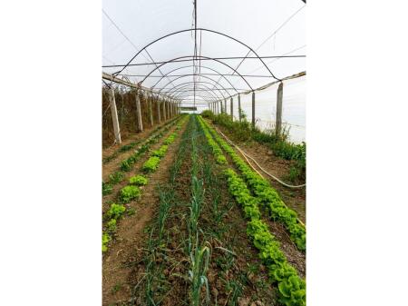 FARM FOR SALE, SALMON, DURRES