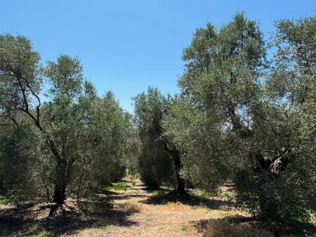 ⚡️Olive grove for sale on Zikxhafaj hill, Kavaje ⚡️