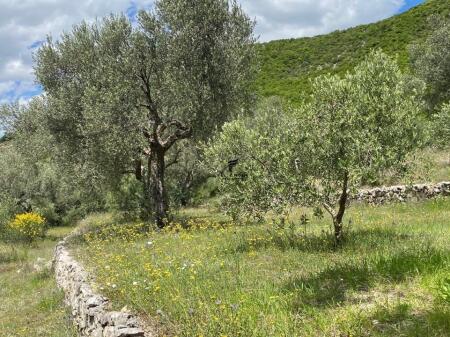 LAND FOR SALE 4000M2 PETRELE 300,000 EURO