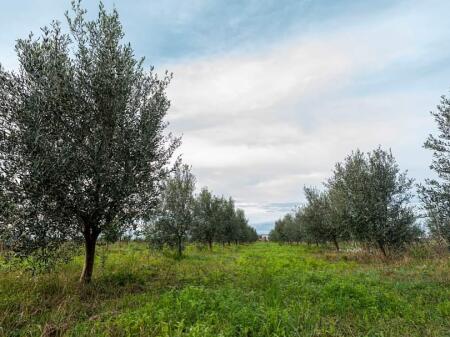 Farm for Agrotourism for Sale – 19,000 m² – Katund i Ri, Sallmone