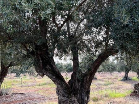 Land for sale above Radisson hotel, 1400 m2, suitable for construction, opportunity