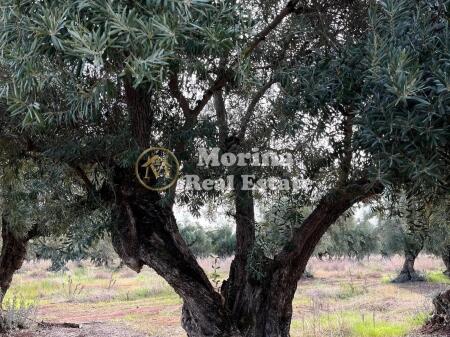 Land for sale 1400 m2, at Dry Lake, with the price 300000 Euro