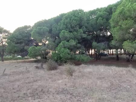 SHITET TOK TRUALL 300M+ Are 600M NE SEKTOR RINIA