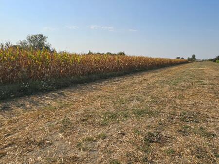 📍AGRICULTURAL LAND FOR SALE IN SUKTH – PLANTED WITH CORN