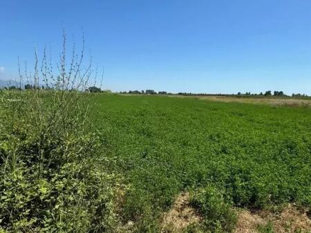 Toke ne shitje Domje