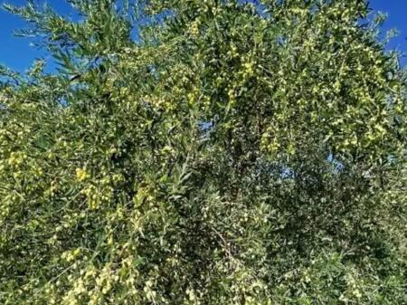 Shitet toke me Hipoteke ne Golem me sip 1840 metra