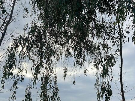 In vendita 3000 m2 di terreno sul lago a Kashar