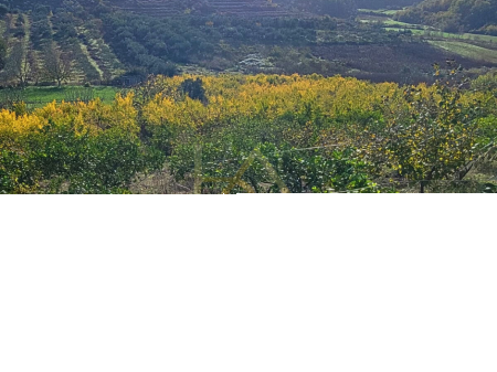 Shitet Tokë – Shkallnur, Durrës