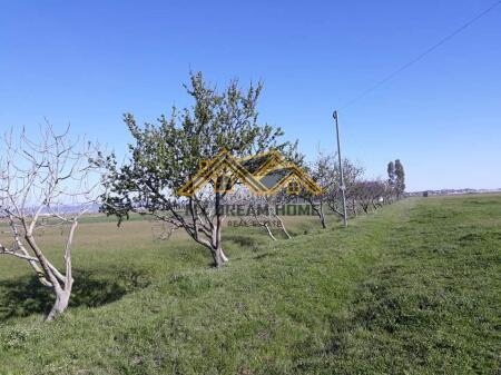 SHITET TOKE NE BISHT KAMEZ DURRES