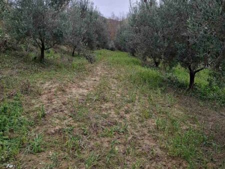 Land with house for sale in Divjakë