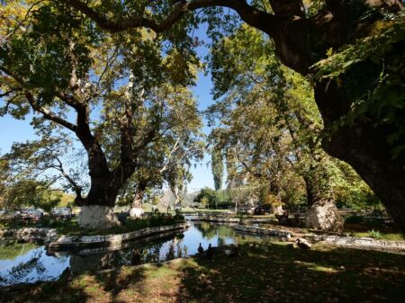 Shitet Toke Truall në Elbasan