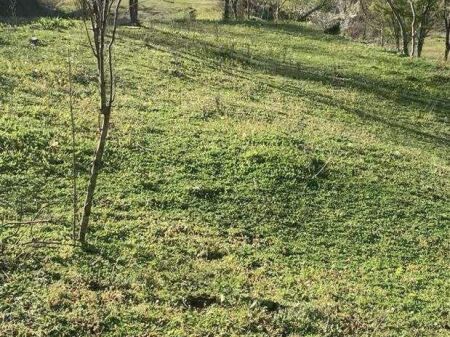 SHITET TOKE DHE NJS SHTEPI E VJETER GURI  NE BALDUSHK