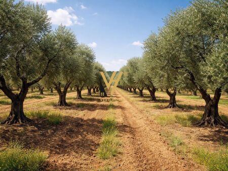 SHITET TOKE ULLISHTE 750 M2 NE FIER 45.500 EURO