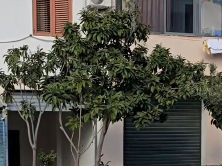 Business Premises for Sale, Red Cross