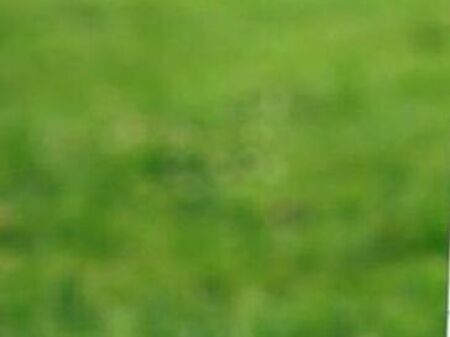 Shitet, Tokë, Qeparo, Vlore.