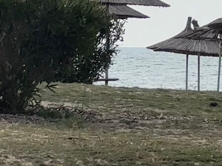 SHITET TOKE VIJE E PARE SPILLE, KAVAJE