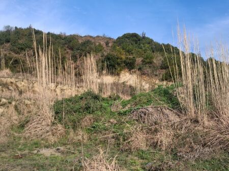 SHITET TOKË NË GJIRIN E LALZIT