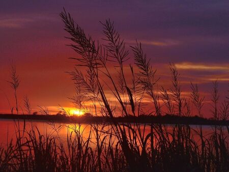 Aldo Dashi