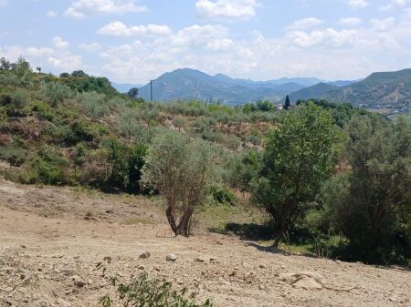  Shitet Tokë Ullishte – Picall, Tiranë